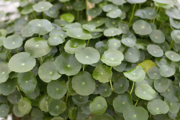 Lysimachia Christinae Piantato Nelle Case Residenti — Foto Stock