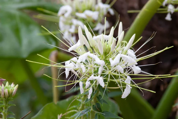 Čerstvé Bílé Hymenocallis Littoralis Kvetoucí Zahradě — Stock fotografie