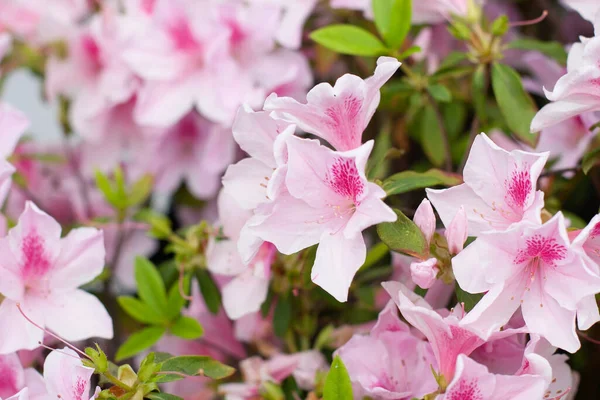 Beautiful Rhododendron Flower Spring Garden — Stock Photo, Image