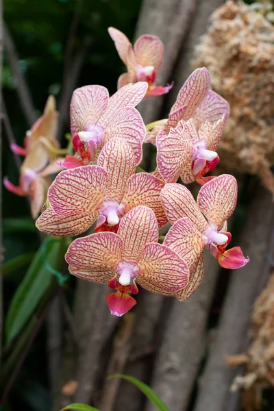 Orchideje Květiny Zeleném Letním Lese Krásná Květinová Zahrada — Stock fotografie