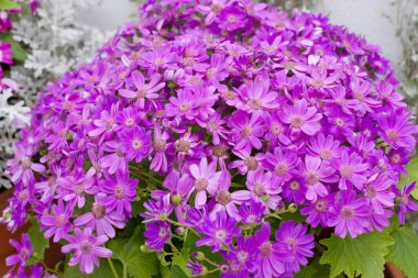 Parlak yaz çiçekleri pembe ve mor Phlox.