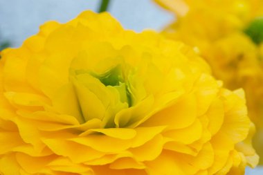 Portakallı kadife çiçeklerinin ve yaprakların yakın çekimi.