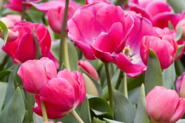 Bir tarla bahçesindeki laleler belli bir düzen içinde dizilmiş.