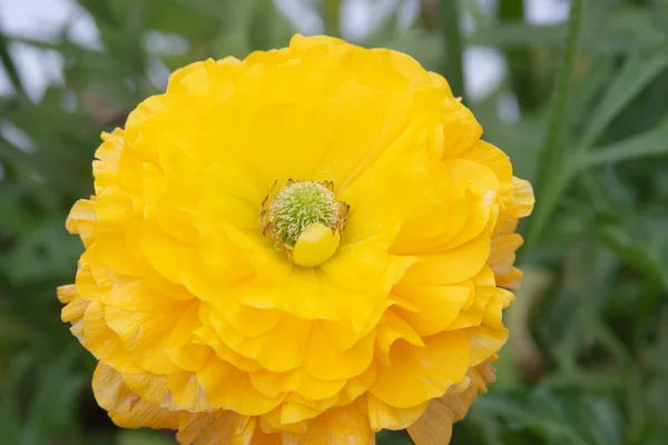 Közeli Narancs Marigold Virágok Lombozat — Stock Fotó