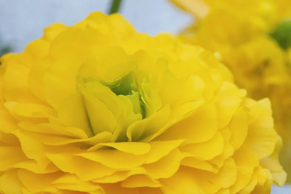 Zbliżenie Pomarańczowe Kwiaty Marigold Liści — Zdjęcie stockowe