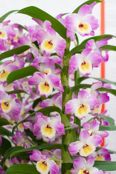 Flor Orchidaceae Natureza Terra Traseira — Fotografia de Stock