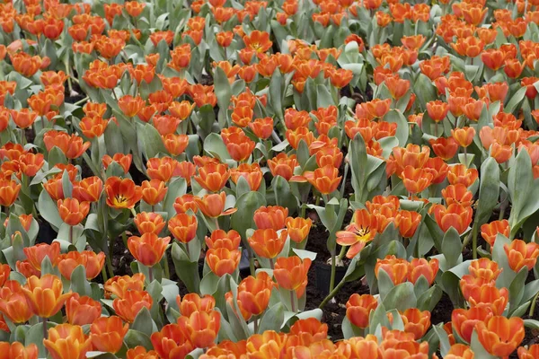 Тюльпани Польовому Саду Розміщені Візерунку — стокове фото