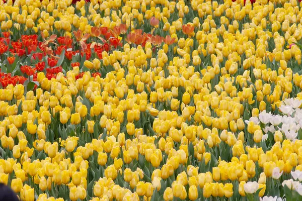 Tulipany Ogrodzie Polowym Rozmieszczone Wzorze — Zdjęcie stockowe