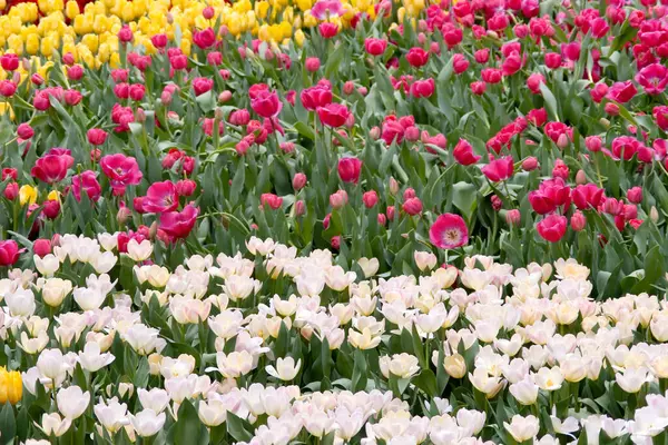 Tulipány Polní Zahradě Uspořádané Podle Vzoru — Stock fotografie