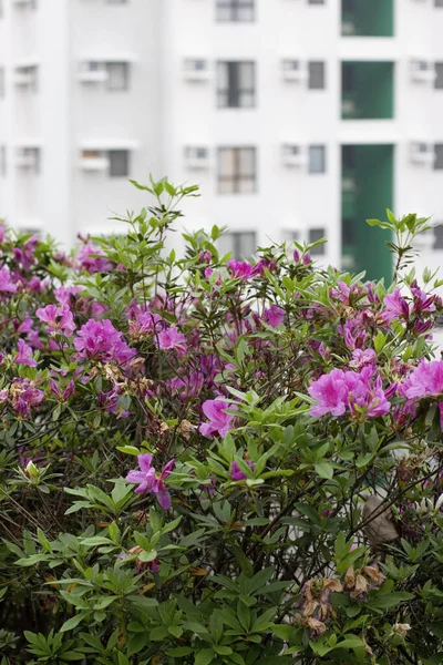 Bela Flor Rododendro Jardim Primavera — Fotografia de Stock
