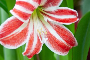 Lilium yıldız gözlemcisi doğulu bir zambak.