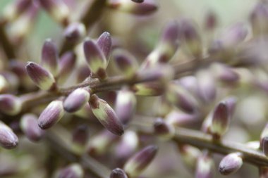 Hong Kong Parkı 'ndaki bitkilerin doğası