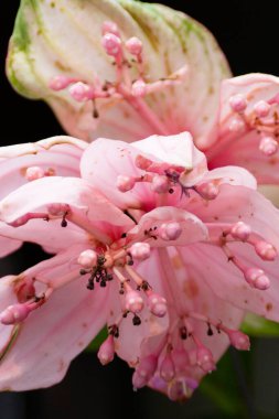 Doğadaki pembe çiçek, bahar zamanı. 