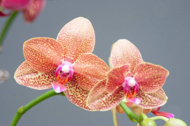 Güzel çiçek bahçesi. Güzel orkideler, bahar günü