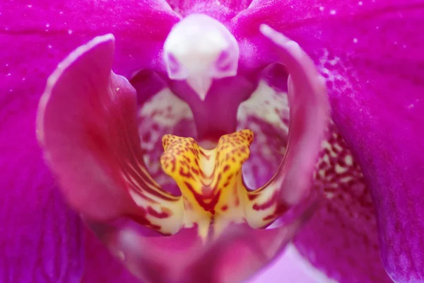 Flor Orquídea Jardín Orquídea Invierno Día Primavera Para Belleza — Foto de Stock