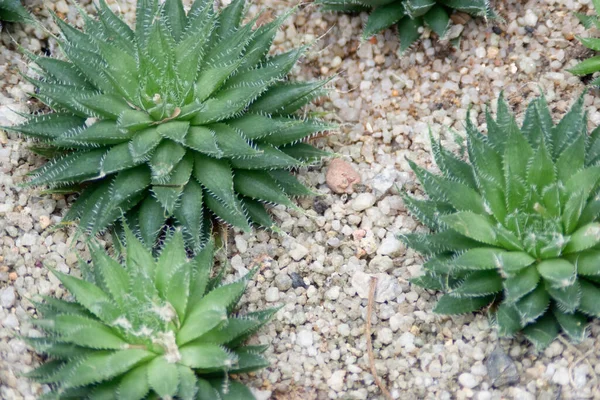 Mini Succulent Plants Easy Care Indoor House Plant — Stock Photo, Image