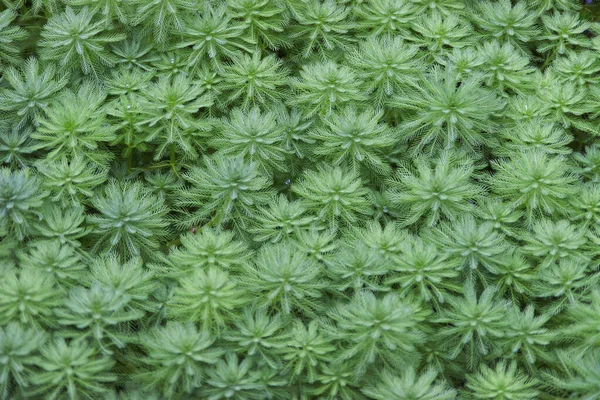 Plantas Humedales Naturaleza Fondo — Foto de Stock