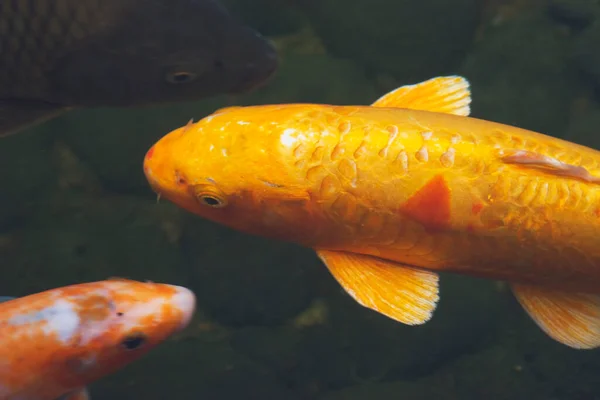 Ikan Koi Ikan Carp Ikan Bergerak Kolam Latar Belakang Hitam — Stok Foto