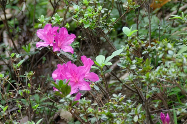  Heather bitki ailesinden bir bitki cinsi.