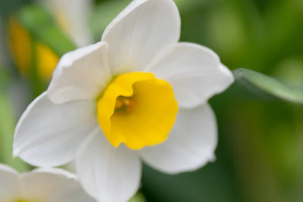 Białe Żółte Pole Narcyzów Kwitnący Sezon Wiosenny — Zdjęcie stockowe