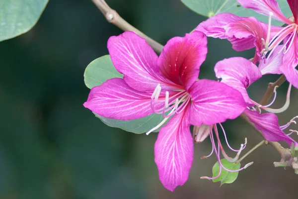 位于自然的紫丁香兰花树 — 图库照片