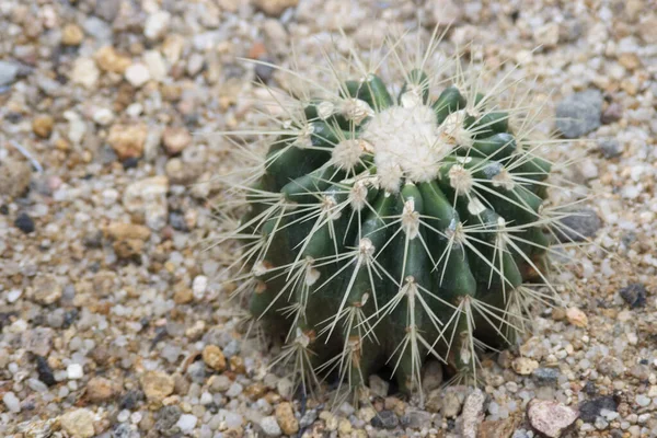 Display Variety Colors Sizes Cactus — Stock Photo, Image