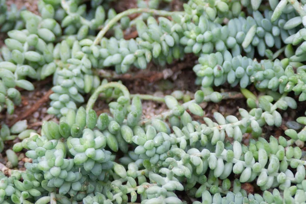 Yağmur damlası arkaplan dokusuna sahip doğa yeşil yaprakları