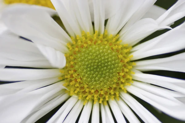 白い春のデイジーの花がたくさんある草原 — ストック写真