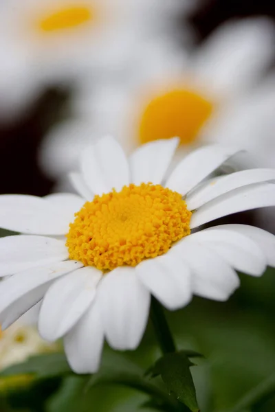 Äng Med Massor Vita Våren Tusensköna Blommor — Stockfoto