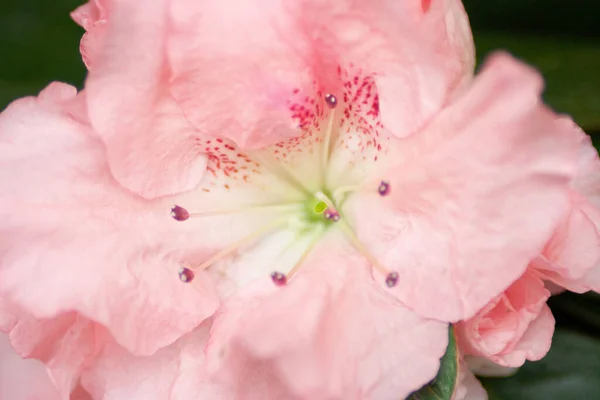 Švestkový Květ Izolované Přírodním Pozadí Makro Detailní Záběr — Stock fotografie