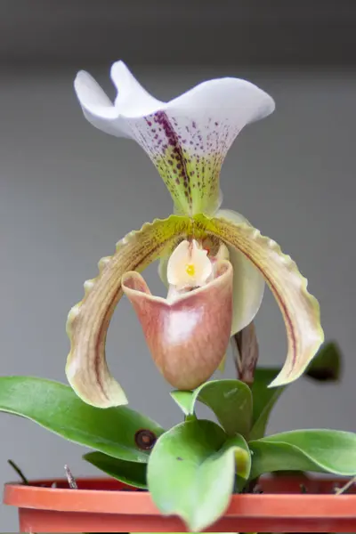 Hermoso Jardín Flores Hermosas Orquídeas Día Primavera —  Fotos de Stock