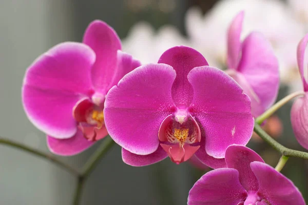 冬や春の蘭園の蘭の花の美しさ — ストック写真