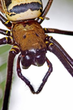 Madagaskar Dev İpek Örümceği doğanın arka planında