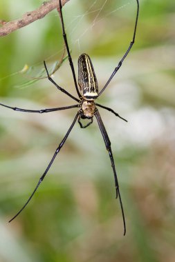 Madagaskar Dev İpek Örümceği doğanın arka planında