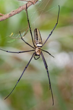 Madagaskar Dev İpek Örümceği doğanın arka planında