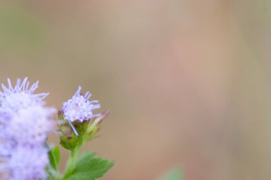bir çiçek ve bitkiler doğada