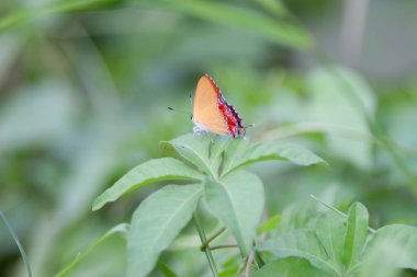 the butterfly at the nature, hong kong 