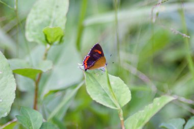the butterfly at the nature, hong kong 
