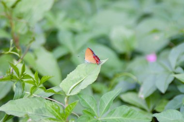the butterfly at the nature, hong kong 
