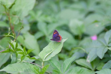the butterfly at the nature, hong kong 