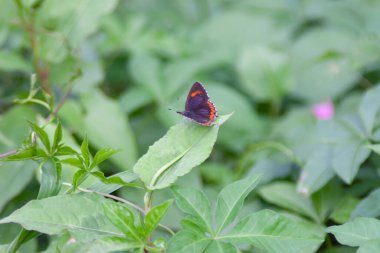 the butterfly at the nature, hong kong 