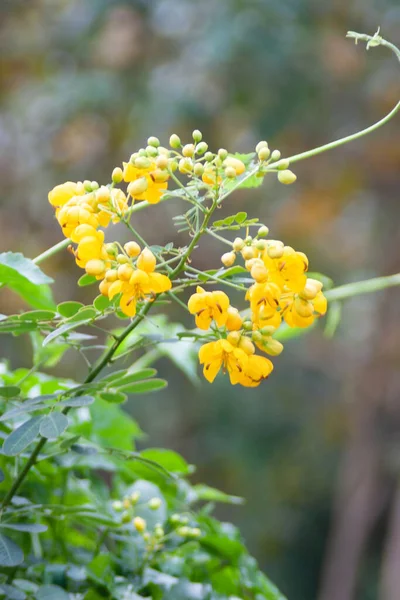 Квітка Рослини Фоні Природи — стокове фото