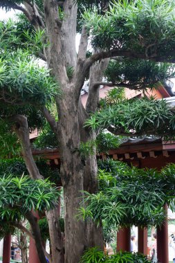 Nan Lian Garden 'daki ağaç, Hong Kong 9 Aralık 2006 