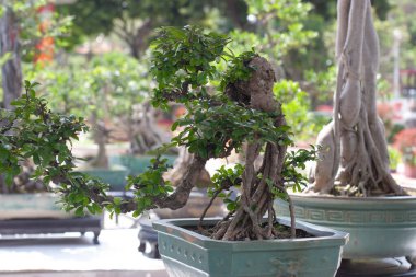  Sapın şekli, doğada güzel sanatlar yaratıyor..