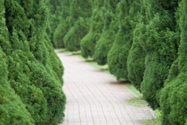 Bahçedeki yeşil kozalaklı kozalaklı ağaçlar