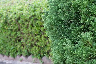 Doğa yolu ile yeşil ağaç