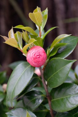 a double pink bloom, with darker stripe