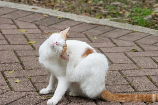 Chat Dans Rue Chat Sans Abri Rue — Photo