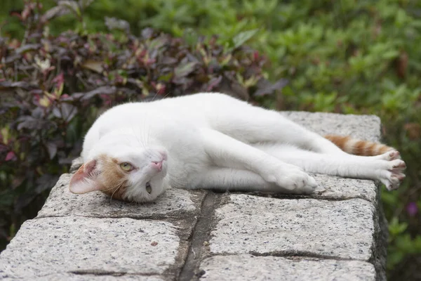 Katze Auf Der Straße Eine Obdachlose Straßenkatze — Stockfoto