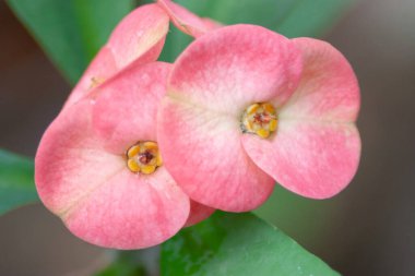 the close up of flower , with nature back ground